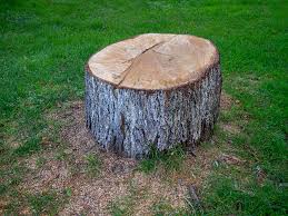 Reliable Wadsworth, IL Tree Care Solutions