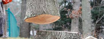 How Our Tree Care Process Works  in  Wadsworth, IL