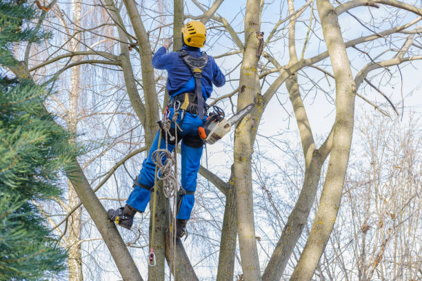 Best Soil Testing and Treatment  in Wadsworth, IL